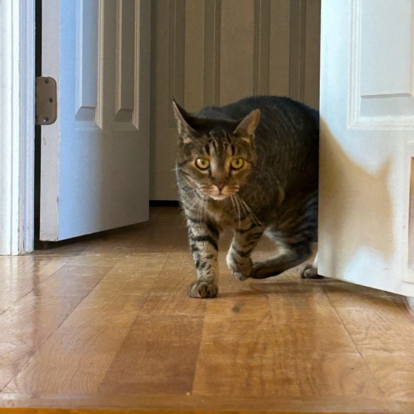 Show Flyer Please ❤️ for notification. - Picture 9 of 10